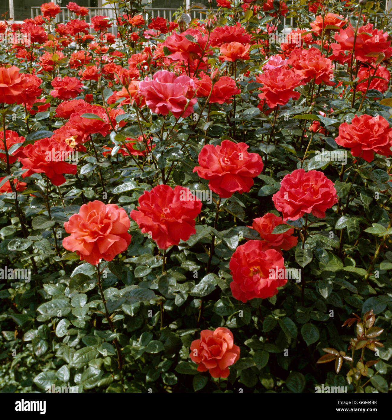 Rosa - `Alexander' (Hybrid Tea) - (Syn R. 'Harlex')   RHT005958 Stock Photo